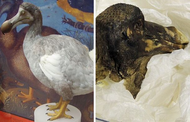 Left image shows a reconstruction of a dodo bird based on fossils. Right image shows the Oxford Dodo, a mummified intact dodo skull.