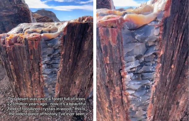 Images show a petrified stump in Petrified Forest National Park with an embedded crystal formed during the petrification process.