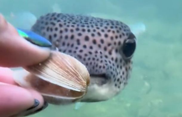 LaPuff, the porcupine pufferfish, gently takes a clam so we can watch her eating it.