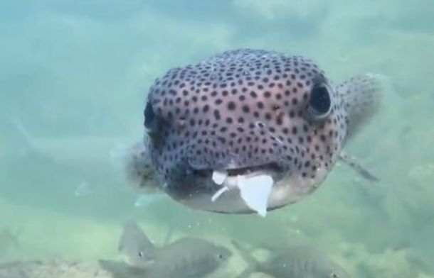 After eating the clam, the pufferfish spits out pieces of broken shell.