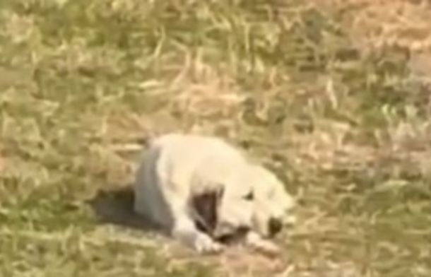 Guard dog totally not interested in chasing down the sheep that got out of their normal pasture.