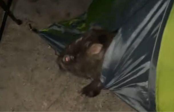 Image shows a wombat leaving a tent through a rip in the side.