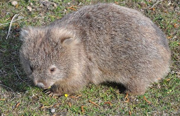 Image shows a baby wombat.