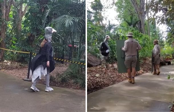 Left image shows zoo director in an ostrich costume pretending to be a foraging cassowary. Right image shows the containment team arriving with baffle boards.