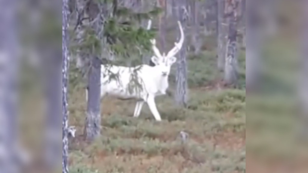 View from a distance of a white reindeer peaking out from behind a tree