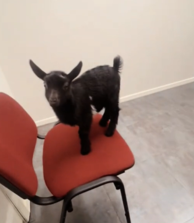 A tiny baby goat standing on a red chair.