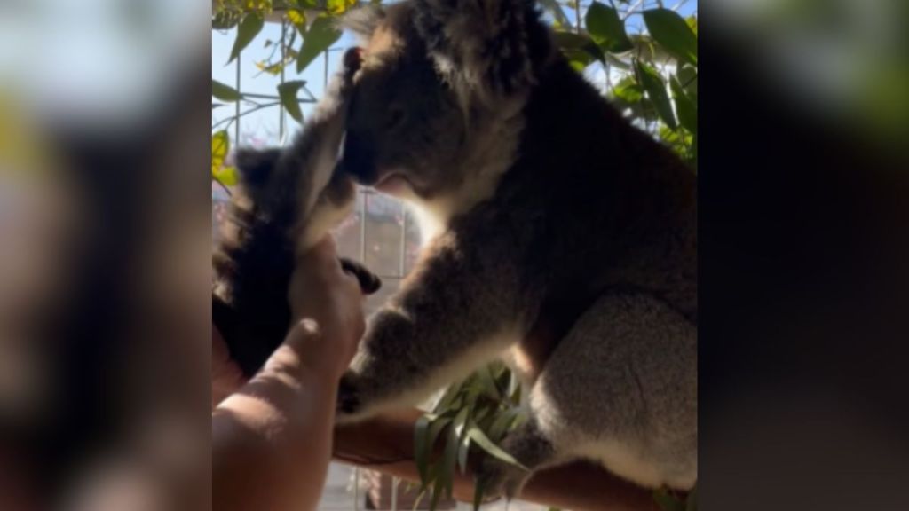 A baby koala reaching out for his mother.