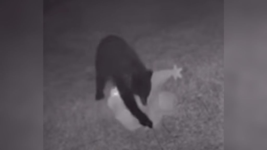 Security footage of a bear stealing a Christmas decoration.