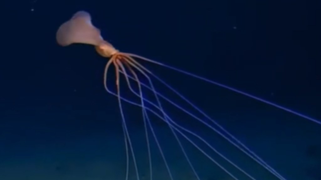 First Time On Film: Researchers Capture Rare Footage Of Mysterious Bigfin Squid