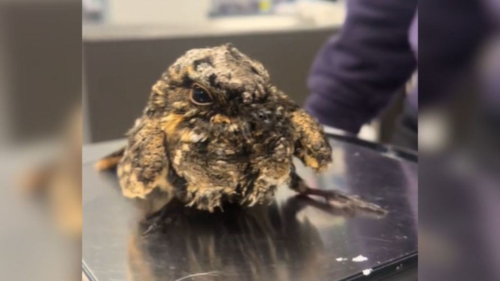 A tiny bird at a wildlife rehab center.