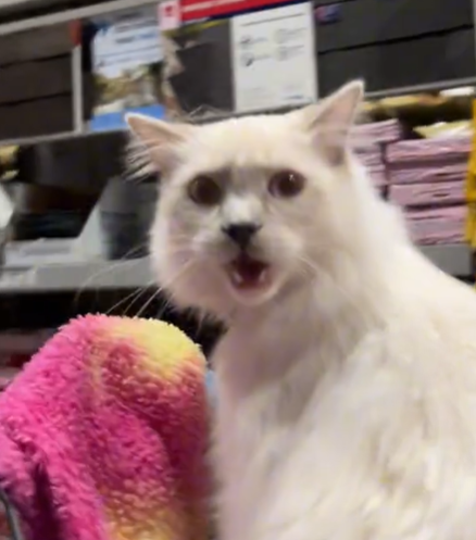 A cat meowing while sitting in a shopping cart at the store.
