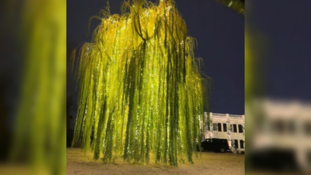 View of a large willow tree in the front yard of a large, two-story white house. The willow tree is covered beautifully in Christmas lights.
