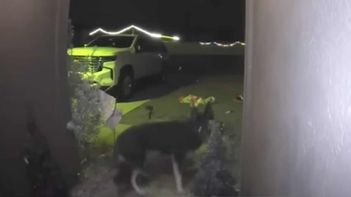 Dog Missing For 9 Days Rings Doorbell On Christmas Eve
