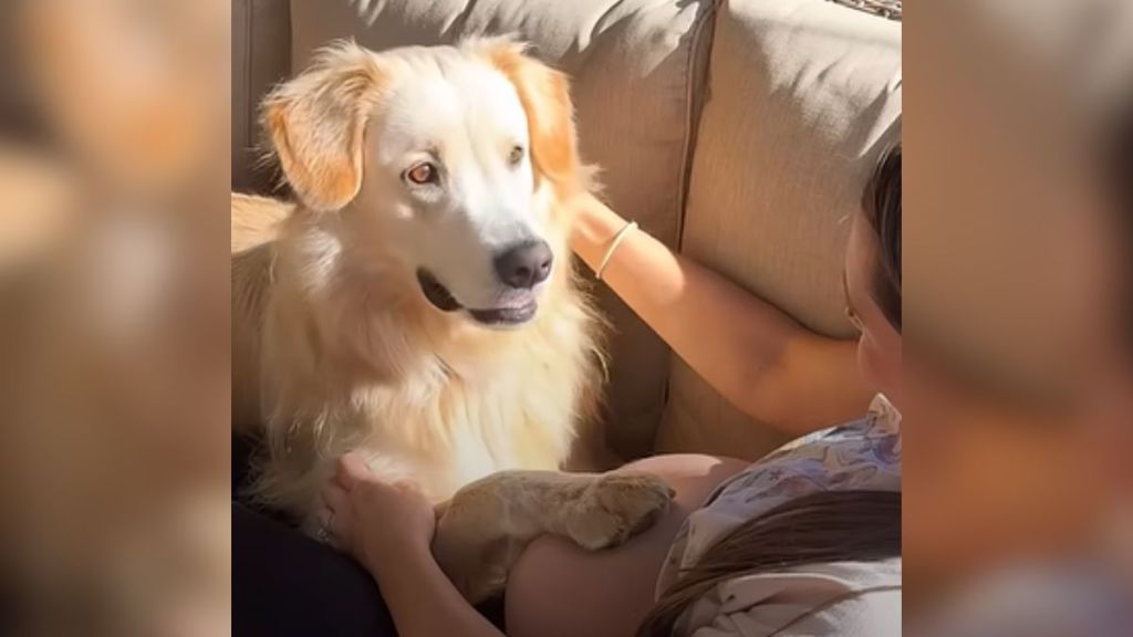 A dog lying on the couch and staring at their pregnant owner.