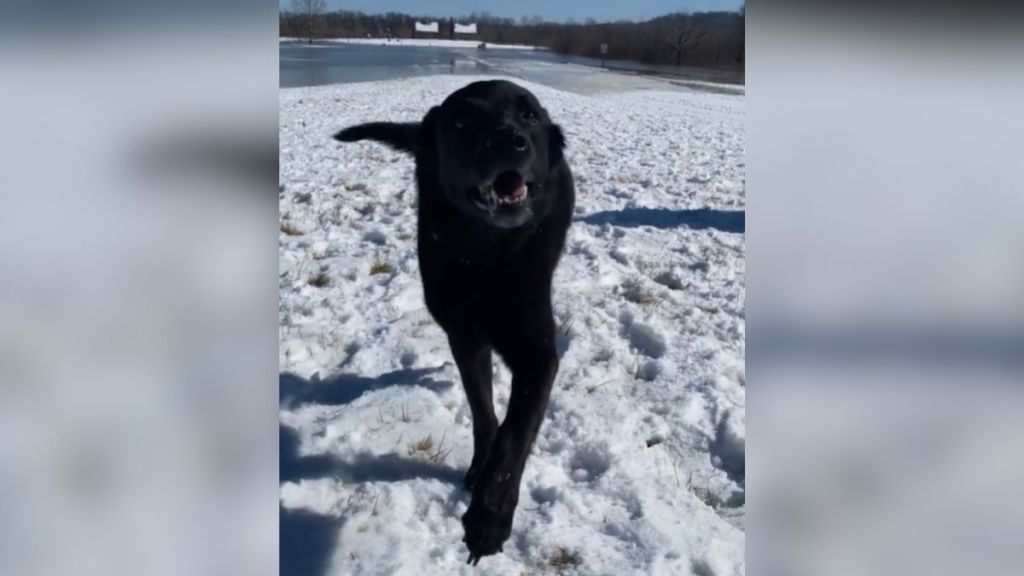 A happy-looking black dog outside in the snow.