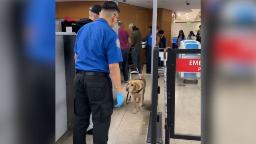 A guide dog walking through a metal detector at an airport.