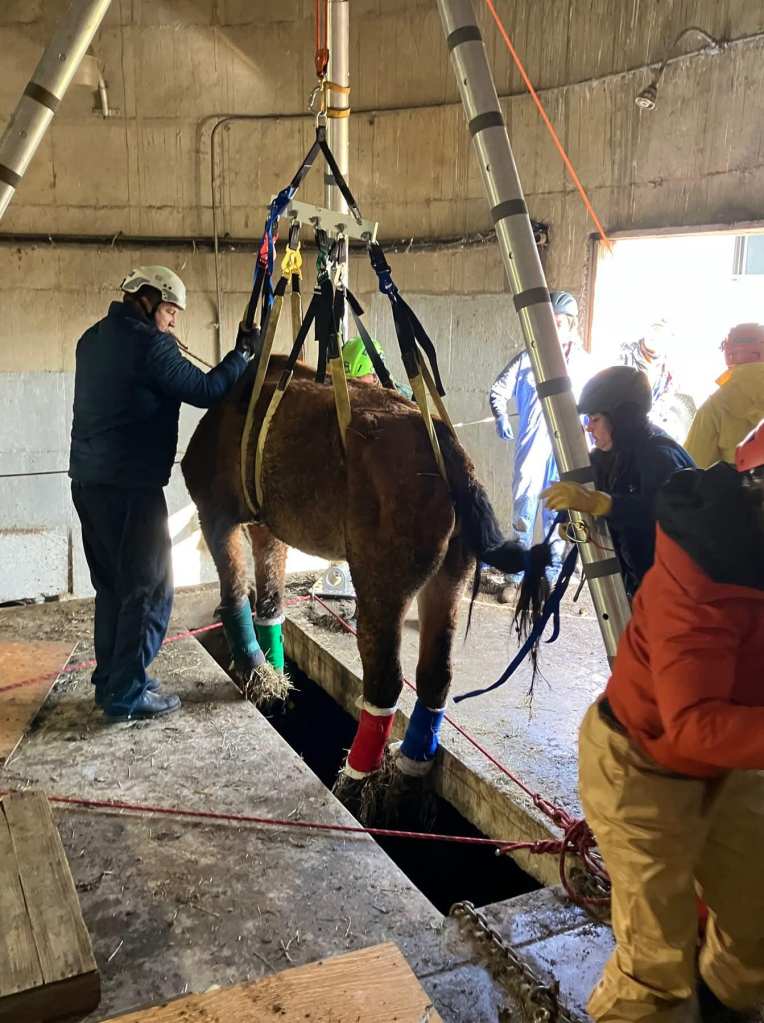 A horse being lifted out of a narrow opening in the ground with a pulley. 