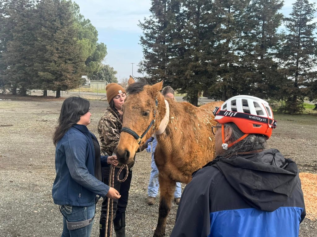 A brown horse surrounded by people outdoors. 