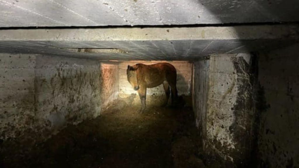 A brown horse standing in an abandoned grain silo basement.