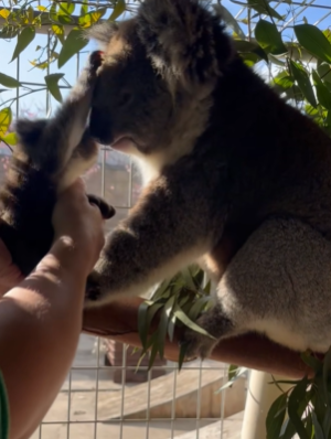 Cuddly Baby Koala Gets Reunited With Mom In Precious Clip