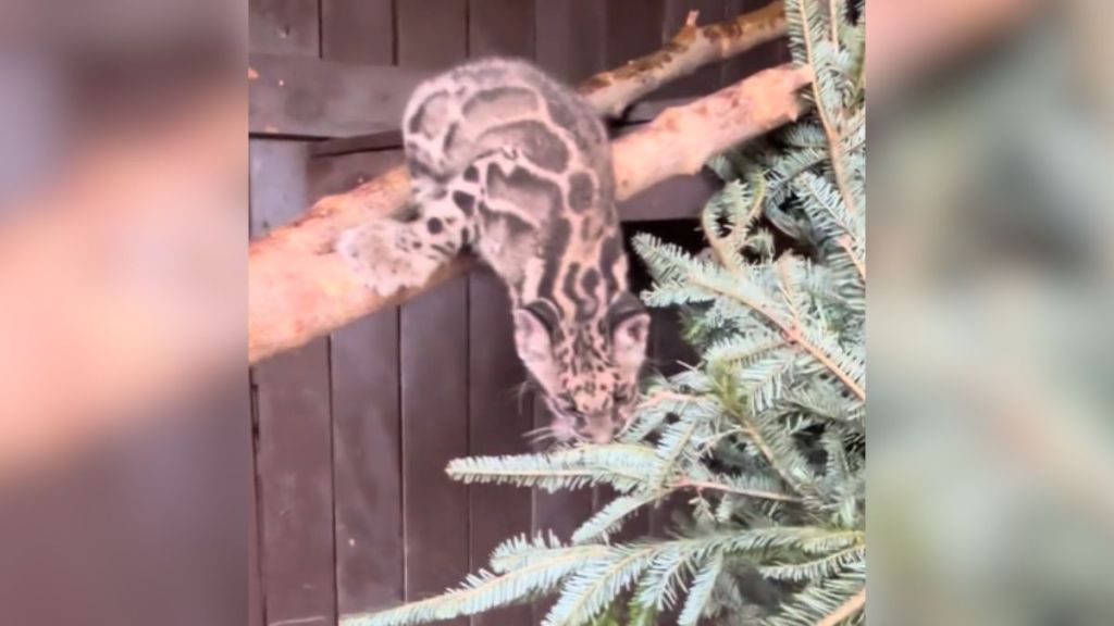 A baby clouded leopard trying to munch on an evergreen tree.