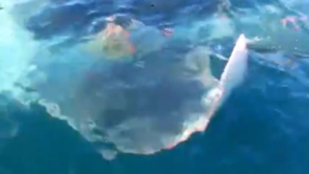 Boaters Capture Passing Glimpse Of Massive Manta Ray