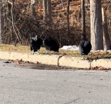 Three vultures standing by the side of the road near some trees.