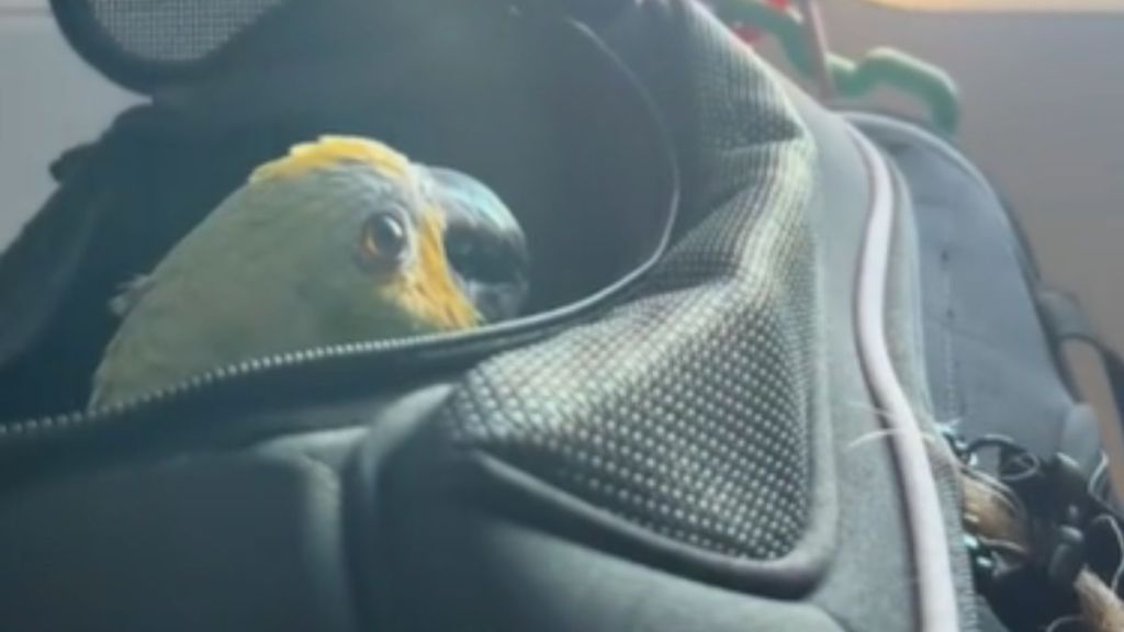 A parrot in a black pet carrier.