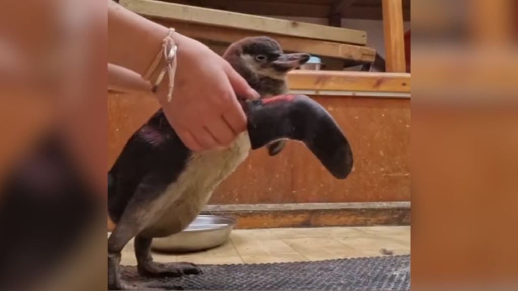 A pair of human hands holding a penguin who is relearning to walk.