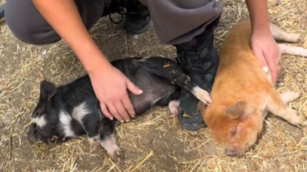 Two piglets lying on the ground and getting belly rubs.