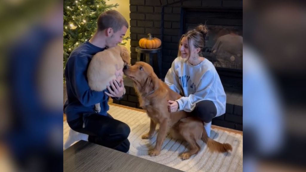 A couple introducing their golden retriever to their new puppy.
