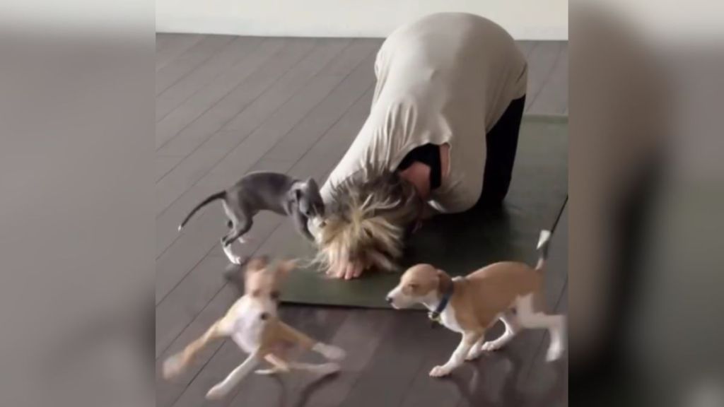 Puppies playing near a woman doing a yoga pose.