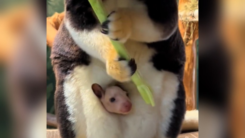 Close up of a mama tree kangaroo as she holds a large piece of celery. Her baby peaks out of her pouch, hungrily looking at the celery hanging near her
