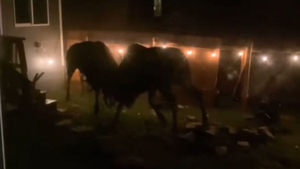 Two moose fighting in the dark in someone's yard.