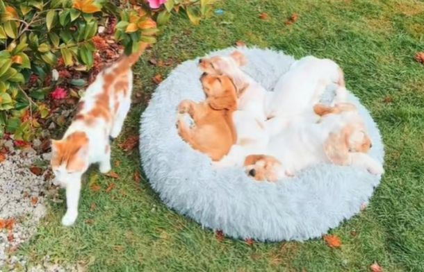 Marmalade the cat supervising his puppies while they nap outside.