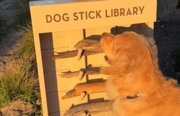 A golden retriever is selecting a stick from a dog stick library.