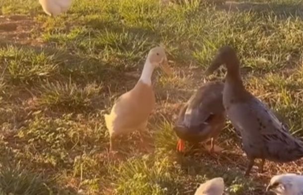 Ducks gathering and having a good laugh after chasing a rooster away.