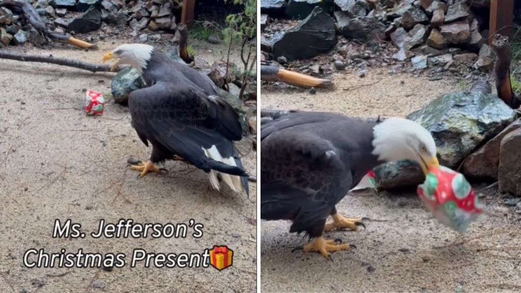 Images show bald eagle, Ms. Jefferson, with her Christmas present.