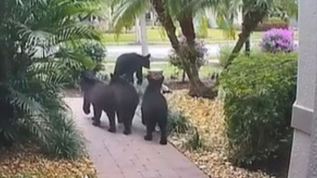 Bear family visits a home in Naples, Florida.