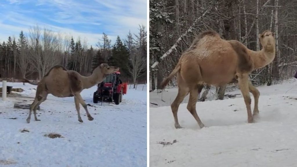 Images show a camel frolicking in fresh snow for the first time in its life.