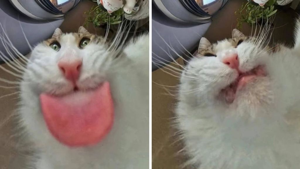 Images show a cat making faces in front of a cat feeder camera.