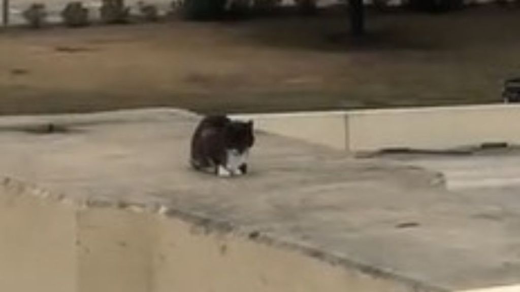 Image shows a scared cat on a highway abutment.