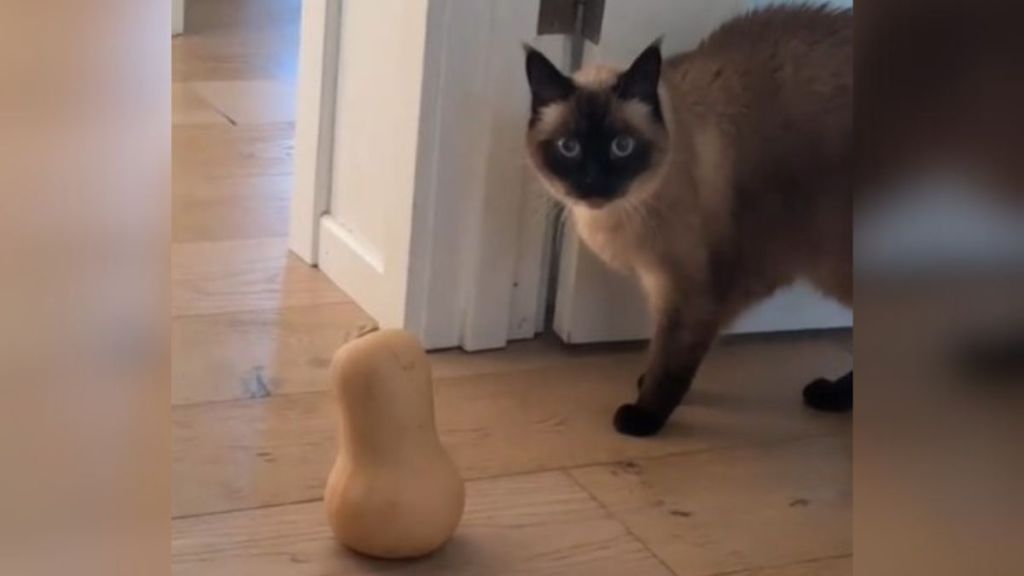 Image shows Merv the cat with her Christmas Squash.