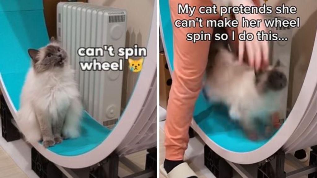 Left image shows a cat sitting on an exercise wheel Meowing for help. Right image shows the cat Mom spinning the wheel so the cat can run,