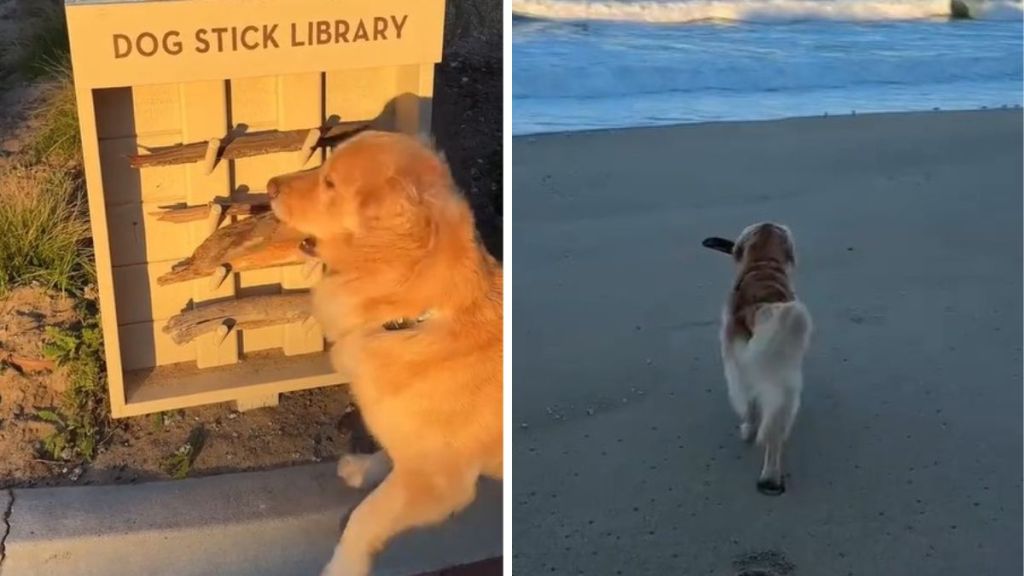 Left image shows a dog selecting a stick at a stick library. Right image shows the dog trotting down the beach with his stick.