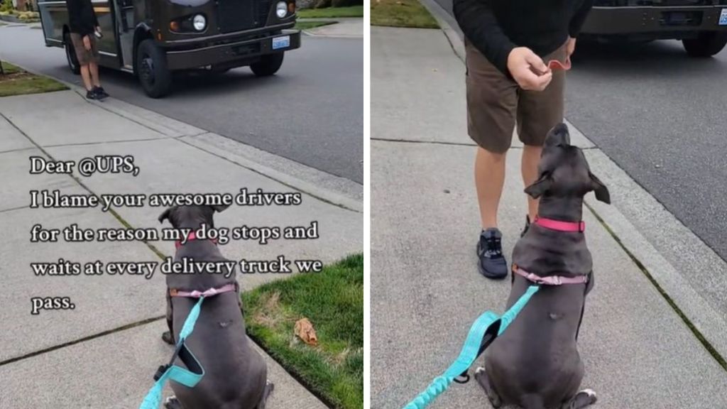 Left image shows a dog patiently waiting for the UPS Truck. Right image shows the dog getting a treat from the delivery driver.