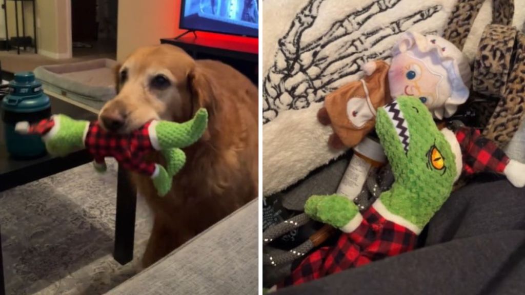 Left image shows a golden retriever trying to trade a stuffed dinosaur for food. Right image shows the pile of goods that the dog attempted to barter to get some food.