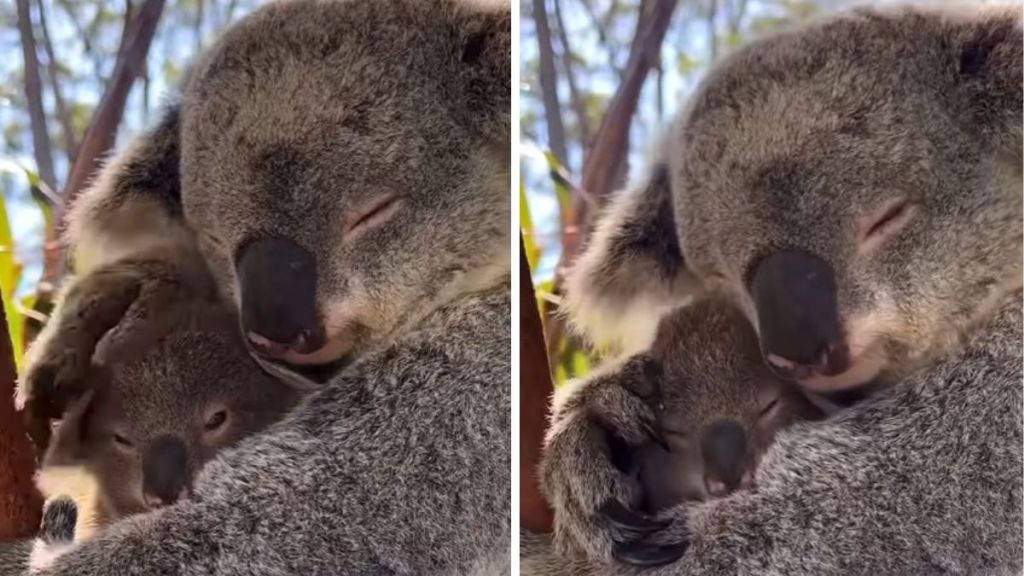 Images show a koala mom snuggling with her joey for a nap.