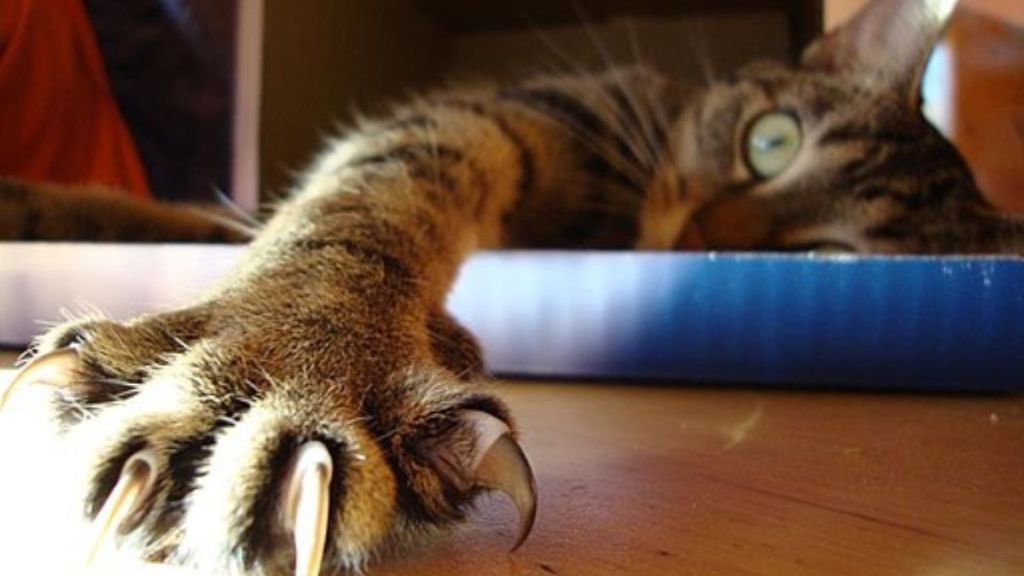 Image shows a cat with claws extended to discuss the Massachusetts cat declawing ban.