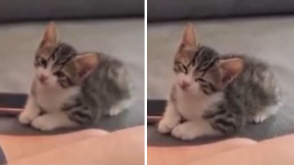 Images show a new kitten listening to a guitar. Eyes are open in the left image and closing in the right image as the kitten relaxes.